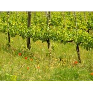  Vine Detail, Grape Vineyard, Greve, II Chianti, Tuscany 