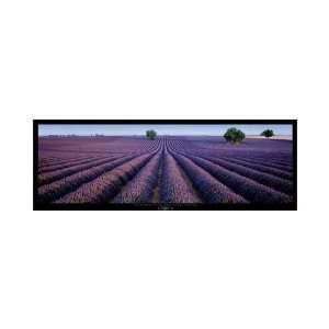  Lavender Field, Valensole, Provence, Fra Poster Print 