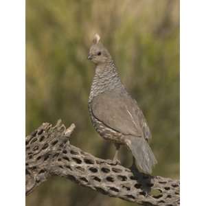  Scaled Quail (Callipepla Squamata) on a Cholla Cactus 