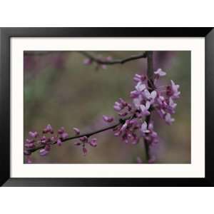  Close View of Redbud Tree Blossoms Collections Framed 