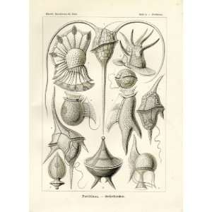  Ernst Haeckel 1904   Peridinea   Artforms of Nature 