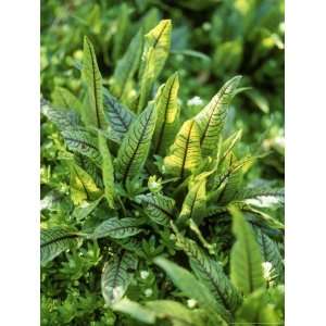  Rumex Sanguineus Var. Sanguineus Close up of Green Foliage 