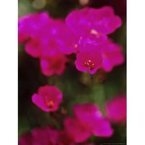  Calandrinia Umbellatus, Close up of Cerise Flowers 