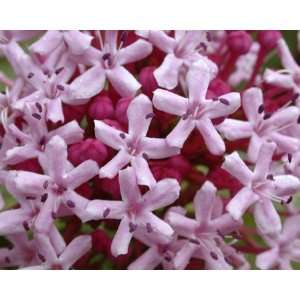  Swamp Milkweed Greeting Cards (5 card set) Everything 