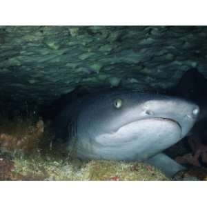  Nurse Shark Hiding under Rocky Ledge on Ocean Floor 
