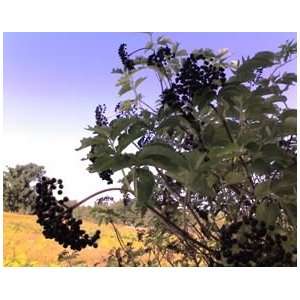  1 Black Elderberry 2 3 potted tree Patio, Lawn & Garden