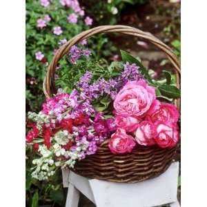  Rosa, Solanum and Larkspur Summer Flowers in a Basket on a 