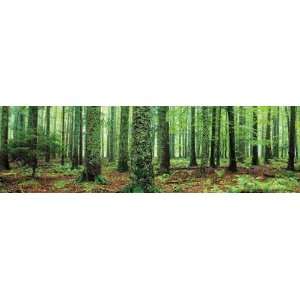 Tropical Rainforest Panoramic Photography Poster 12x36