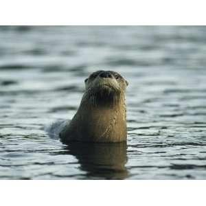 River Otter Pokes its Head Above Water to See What is Going On 