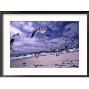  Gulls Flying Over Beach, Ocracoke Island, NC Photos To Go 