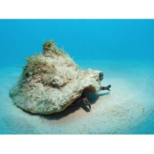  on the Sandy Ocean Floor (Strombus Gigas), Bahamas, Atlantic Ocean 