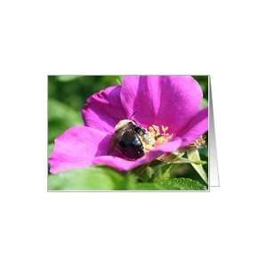 Bumble Bee On Rose Flower Photo Blank Note Card Card