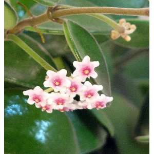   Scented Mini Wax Plant   Hoya   Great House Plant   6 Hanging Pot
