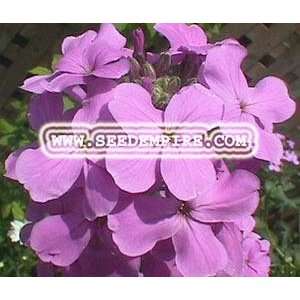  DAMES ROCKET Hesperis Matronalis     10,000 Flower Seeds 