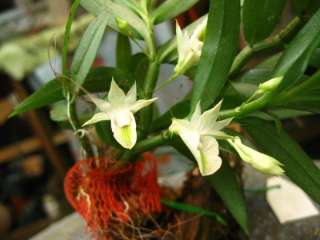 Rare orchid species seedling   Dendrobium Trinervium  
