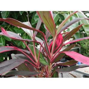  Ti Plant (Cordyline fruticosa) 10 Qty Pack Cordyline 