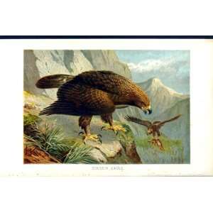    NATURAL HISTORY 1895 GOLDEN EAGLE BIRD PREY COLOUR