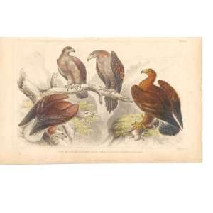    Goldsmith H/C 1859 Birds Sea Eagle Golden Cap