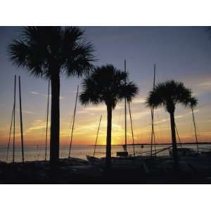  Silhouetted Palm Trees and Catamarans Line a Shoreline at 