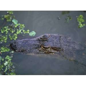  High Angle View of an Alligator, Louisiana, Usa 
