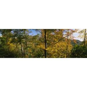 Trees in a Forest, Blue Ridge Mountains, Outside of Spruce Pine, North 