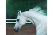 Jacob Hunt Arab Arabian Horse Stallion Oil Painting  