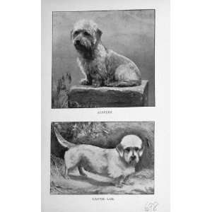  Puppy Dogs 1896 Elspeth Cannie Lad BailyS Magazine