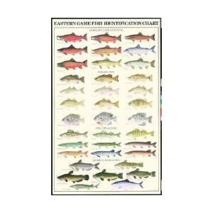  Eastern Gamefish Identification Laminated Poster   Ron 