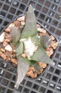 Ariocarpus retusus v. retusus Long Gray Tubercles Cactus 293  