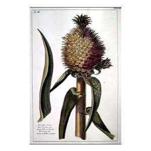  Tropical Pineapple I Poster Print