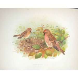  Gronvold Colour Print Tree Sparrow Birds Ornithology