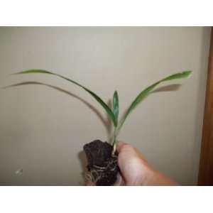  Pindo Jelly Palm Tree Butia capitata Seedling Starter 