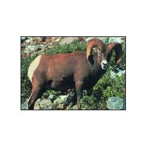Delta Tru Life Animal Targets Size 28X42 Description 112 Bighorn 