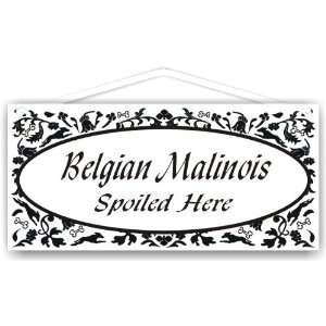 Belgian Malinois Spoiled Here