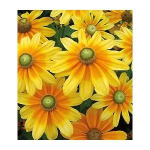  Rudbeckia Prairie Sun Patio, Lawn & Garden