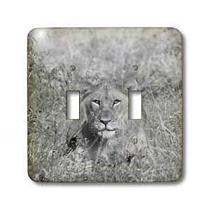 Angelique Cajam Big Cat Safari   Young lion head in the grass   Light 