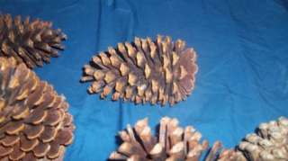 Pine Cones Real 20 in lot set Art and Crafts Holiday  