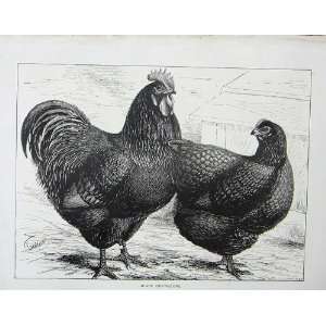   1902 Ornithology Poultry Black Orpingtons Lewis Wright