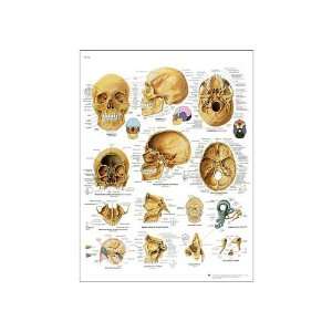 3B Scientific VR2131UU Glossy Paper Le Crâne Humain Anatomical Chart 