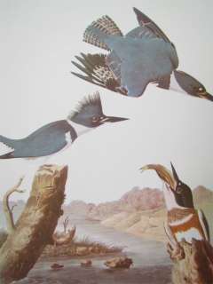 Audubon Best Loved Bird Prints  Belted Kingfisher  