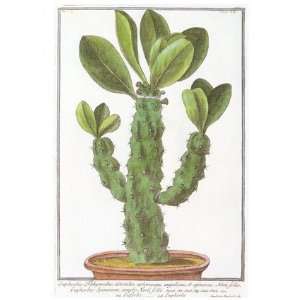  Tithymalus Euphorbio, Cactus & Cacti Note Card by Giorgio Bonelli, 5x7