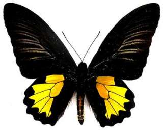 BUTTERFLY/MOTH/MOUNTED West Java TROIDES VANDEPOLI  