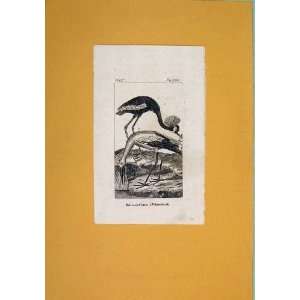  Baleric Crane White Stork Birds Fine Art Antique Print 