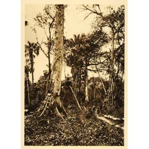   Forest Rainforest Tamasopo Mexico Brehme   Original Photogravure