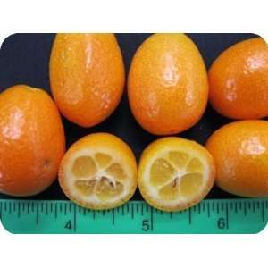 Kumquat   Avg 10 Lb Case  Grocery & Gourmet Food