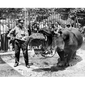  Feeding the Hippo at the Bronx Zoo   1947