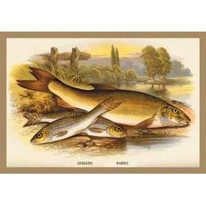  Vintage Art Gudgeon and Barbel   15601 5