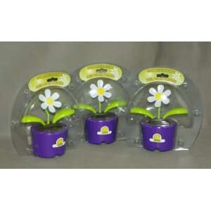   OF (3) Solar Dancing DAISY Flowers   PURPLE Pots (In Bubble Packages
