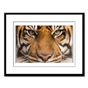  Large Framed Print Sumatran Tiger Face 