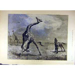   1884 Giraffe Hunt Wild Animal Hunting Shoot Old Print